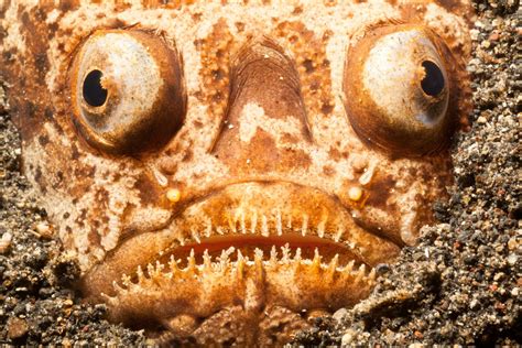 most weird animals